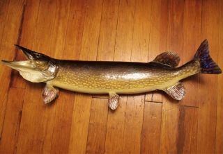 Northern Pike Real Skin Mount Taxidermy 36 " Vintage 2