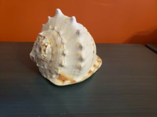 Large 8 " Queen Helmet Conch Sea Shell - Beach Decor 2lb 3 Oz - Natural