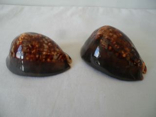 Cowrie Shells Twin Pair (2) 4 1/2 " 4 3/4 Cypraea Mauritiana Humpback Chocolate