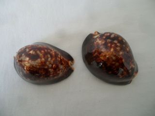 cowrie shells twin pair (2) 4 1/2 