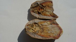 Coelacanth Fish Fossil Trias 250 Mio Madagascar (co - 182/4090)