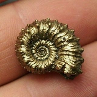 20mm Kosmoceras Sp.  Pyrite Ammonite Fossils Callovian Fossilien Russia