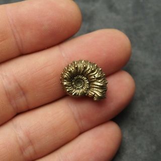 20mm Kosmoceras sp.  Pyrite Ammonite Fossils Callovian Fossilien Russia 2
