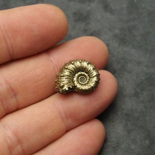20mm Kosmoceras sp.  Pyrite Ammonite Fossils Callovian Fossilien Russia 3