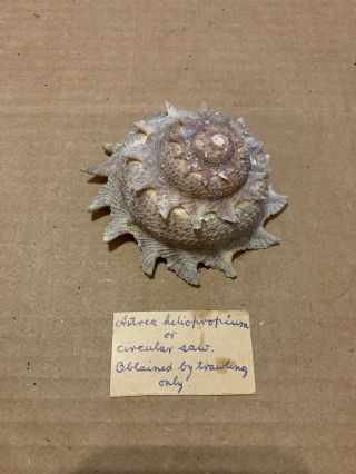 Astraea Heliotropium (star Shell) Specimen Shell Cleaned F,