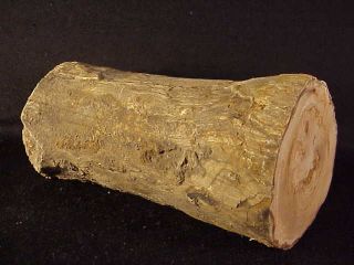Rw Over 3 Pounds 6 1/2 " Long " Petrified Wood Limb " Western Oregon