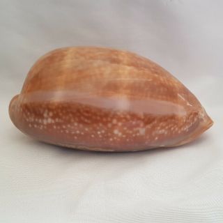 Deer Cowrie Seashell 150 Mm - Cypraea Cervus - Us Florida Key West - Large Shell