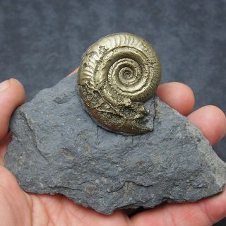 Hildoceras Ammonite Fossil Natural Pyrite Jurassic France