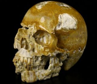 Huge 5.  2 " Coral Fossil Geode Carved Crystal Skull,  Realistic,  Crystal Healing