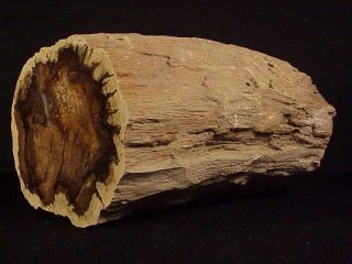 Rw Over 7 Pds.  /7 " Long " Petrified Wood Limb " From Mcdermitt,  Oregon
