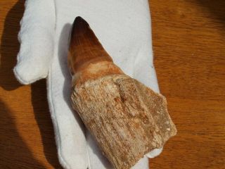 Massive Mosasaur Dinosaur Tooth Fossil With Full Root Matrix 3.  86 " Inches