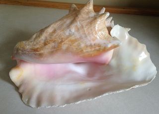 Large Queen Conch Shell