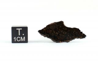 NWA 801 Meteorite (CR2) - full slice - 0.  99 g 2