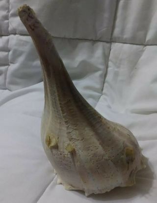 Large 12.  5 " Inches Plus Conch Shell