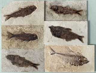Six Fossil Fish Specimens From The Eocene Of Wyoming