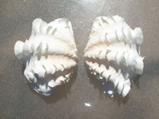 Tridacna Squamosa Light Ivory & Pink Fluted Ruffled Clam Shell Matched Pair,  7 "