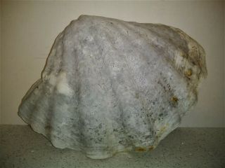 Vintage Giant Clam Shell 14.  5 " X 10 " Ocean Nautical Garden Waterfall Decor