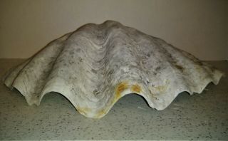 Vintage Giant Clam Shell 14.  5 