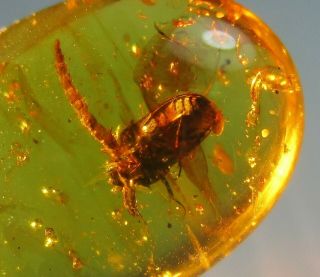 Cetoniinae Beetle & Snakefly Larvae.  Well Preserved Fossil In Burmese Amber