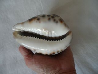 Cypraea Tigris Seashells Tiger Cowrie Schilderiana Shell appr.  4 3/4 