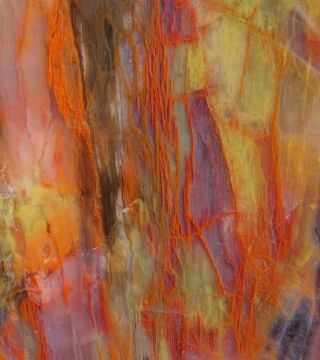 Mw: Petrified Wood Rainbow Wood Rough Slab - Arizona -