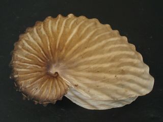 Very Cool.  Argonauta Hians 59.  2mm Philippine Seashell