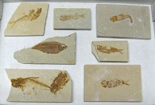 Extinctions - Flat Of 7 Fossil Fish Plates,  3 Diff Types,  Phareodus