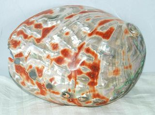 Large 12 Oz Red Albalone Shell Mother Of Pearl Nacre Clam Sea Decor 7.  5 " X 6 "