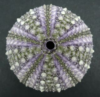 Vivid Heliocidaris Erythrogramma 51.  3 Mm Australia Sea Urchin