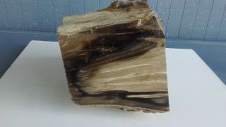 Huge Piece (15,  lbs) Central Oregon Petrified Wood.  Rough cutting stock,  cabochons 2