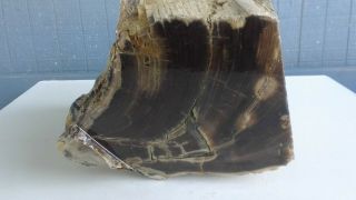 Huge Piece (15,  lbs) Central Oregon Petrified Wood.  Rough cutting stock,  cabochons 3