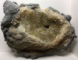 Large Fossilized Clam Shell W Flourescent Calcite From Ruck 
