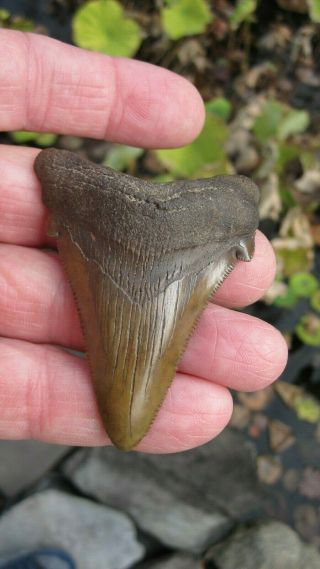 Fossil Angustiden Megalodon Shark Tooth Shark Tooth 2.  754 Inches