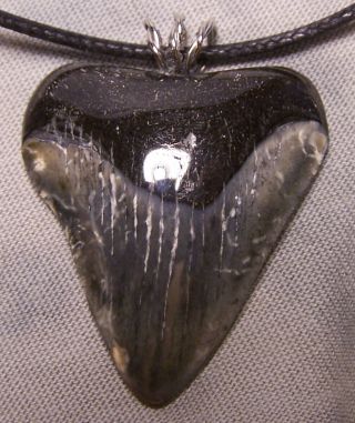 1 5/8 " Megalodon Shark Tooth Teeth Wireless Pendant Fossil Necklace Jaw Scuba