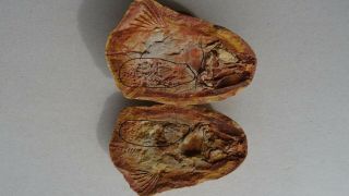 Coelacanth Fish Fossil Trias 250 Mio Madagascar (co - 126 / 2076)