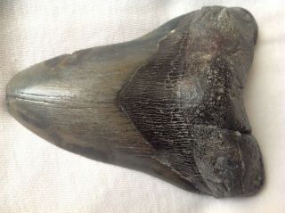 Megalodon Fossil Shark Tooth Just A Hair Shy Of 5 Inches With Root & Enamel
