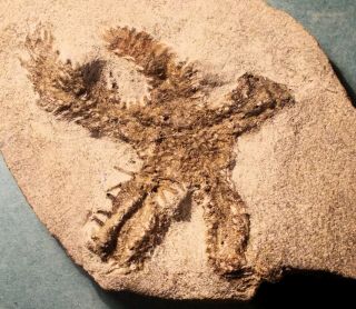 Find: Rare Complete 7.  5cm Starfish With Spines: Ordovician Of Morocco