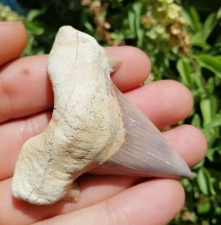 Awesome And Fossil Shark Tooth Otodus Obliquus,  2.  36 " / 1.  96 "