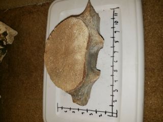Fossilized Whale Bone.  Large Heavy Solid.  Collectable Nautical Treasures