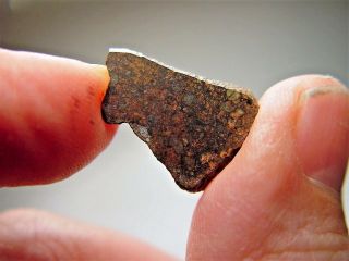 Rare Unequilibrated Ll3.  2 Chondrite Fabulous Nwa 2769 Meteorite Slice 1.  5 Gm