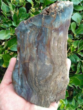 Polished Agate Bog Wood Petrified Blue Purple Specimen Druzy Nevada 3lb 2.  3oz