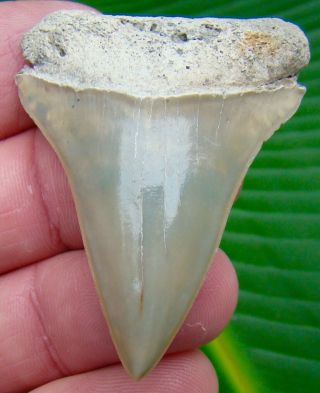 Mako Shark Tooth - Over 2 & 1/16 In.  Lee Creek - Aurora - Real Fossil