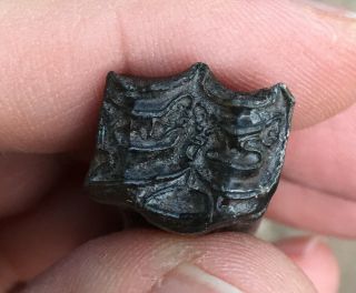 Rare AWESOME 3 - toed Horse tooth Nannippus peninsulatus Florida Blancan 2