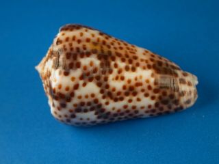 Conus Vautieri,  Dark Pattern,  35.  2mm,  Marquesas Shell