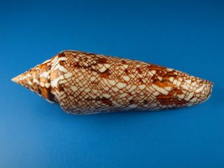 Conus Bengalensis,  Dark Pattern,  96.  6mm,  Thailand Shell