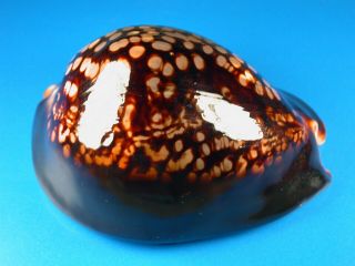 Cypraea Mauritiana,  Dark Color,  Large 100.  8mm,  Hawaii Shell