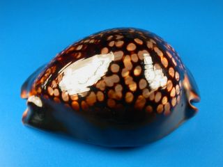 Cypraea mauritiana,  Dark Color,  Large 100.  8mm,  Hawaii Shell 2