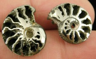 Two Little 100 Natural Polished Pyrite Ammonite Fossils From Russia 3.  48 E