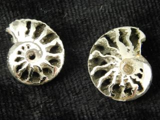 TWO Little 100 Natural Polished PYRITE Ammonite Fossils From Russia 3.  48 e 2