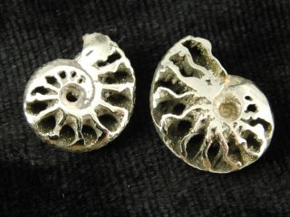 TWO Little 100 Natural Polished PYRITE Ammonite Fossils From Russia 3.  48 e 3